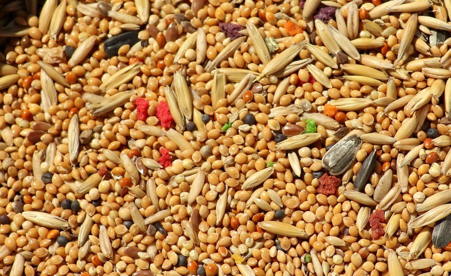 Zimbabwe: Farmers Decry High Seed Cost
