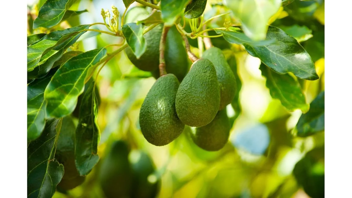 South Africa Grants Market Access to Tanzania's Avocado