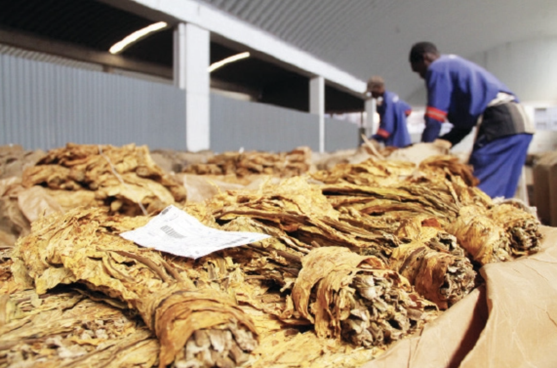 Zimbabwe: Tobacco Exports Earn U.S.$80m