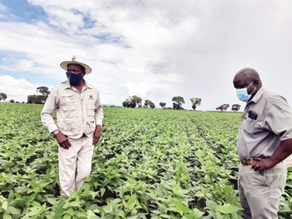 Zimbabwe: Tea Farmers Want Some More