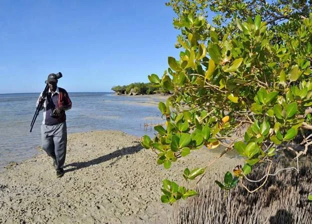 Millions of mangrove trees to be planted in Mozambique