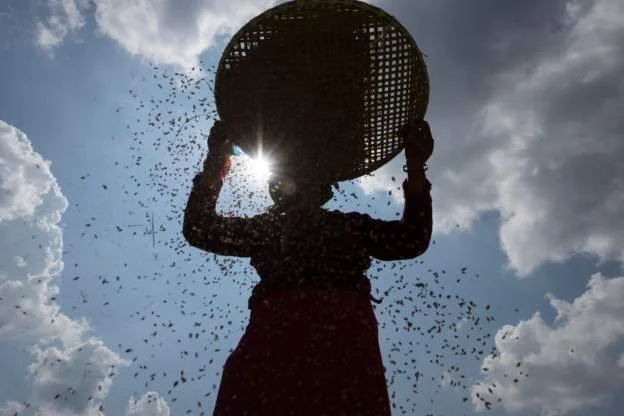 Mozambique aims to produce all its own rice by 2030