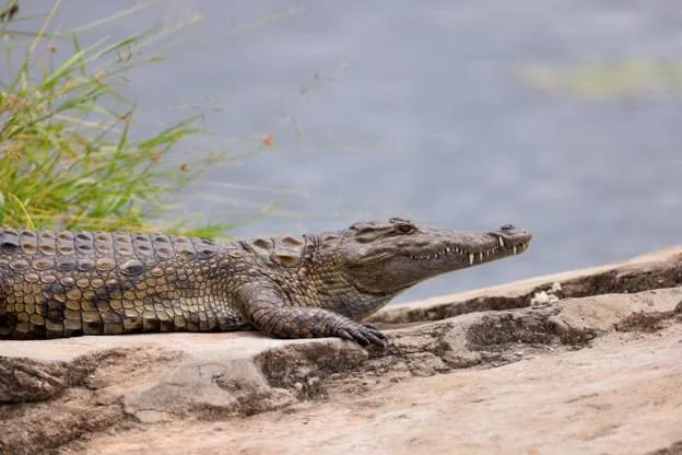Call for Mozambique crocodile cull as eight killed