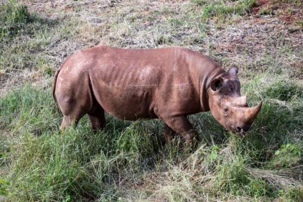 Mozambique park to reintroduce rhino species after 40 years
