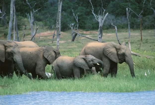 Elephants killed 60 Zimbabweans this year - official