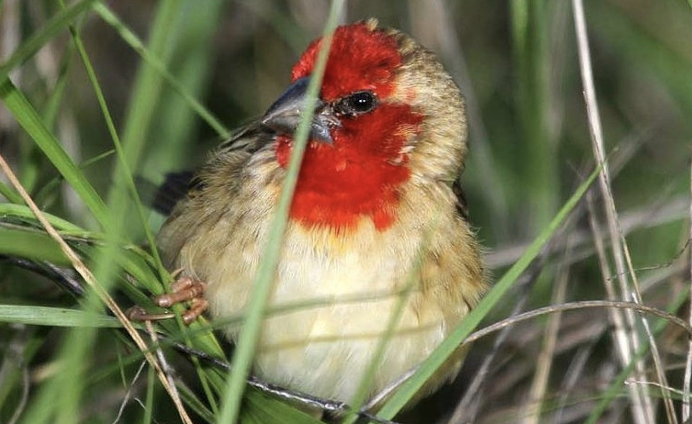 Zimbabwe: Farmers Count Losses As Quelea Birds Invade Fields