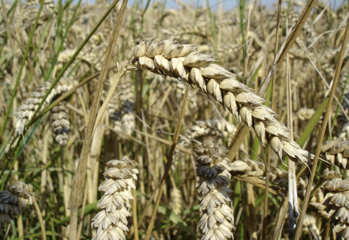 Mozambique says 'no problem' over wheat reserves