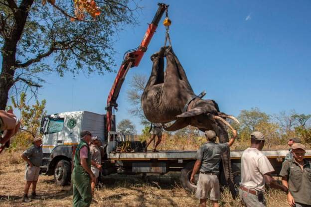 Hundreds of elephants to be carried across Malawi