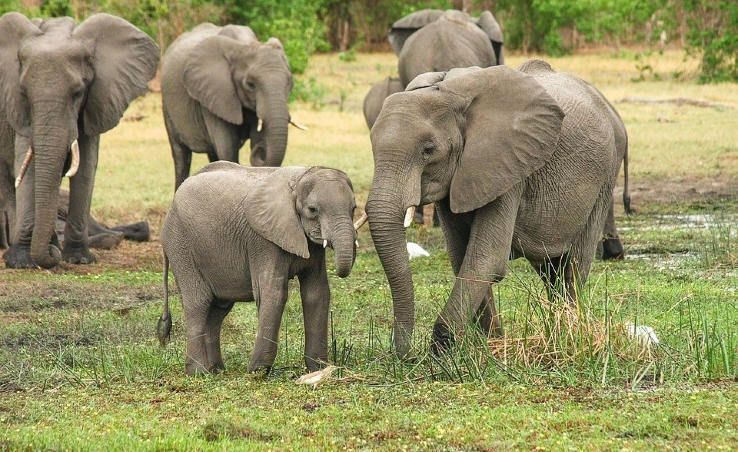 Delhi Court Won't Send African Elephant Gifted to India Back to Zimbabwe