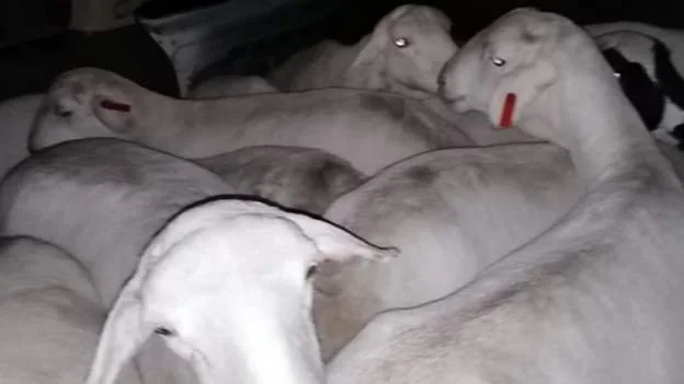 SA taxi out of fuel seized with 'stolen sheep'