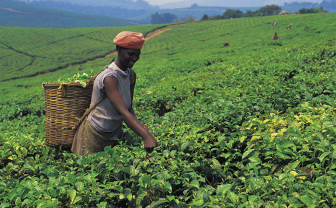 Zimbabwe: Horticulture Farmers in Honde Decry Input Costs