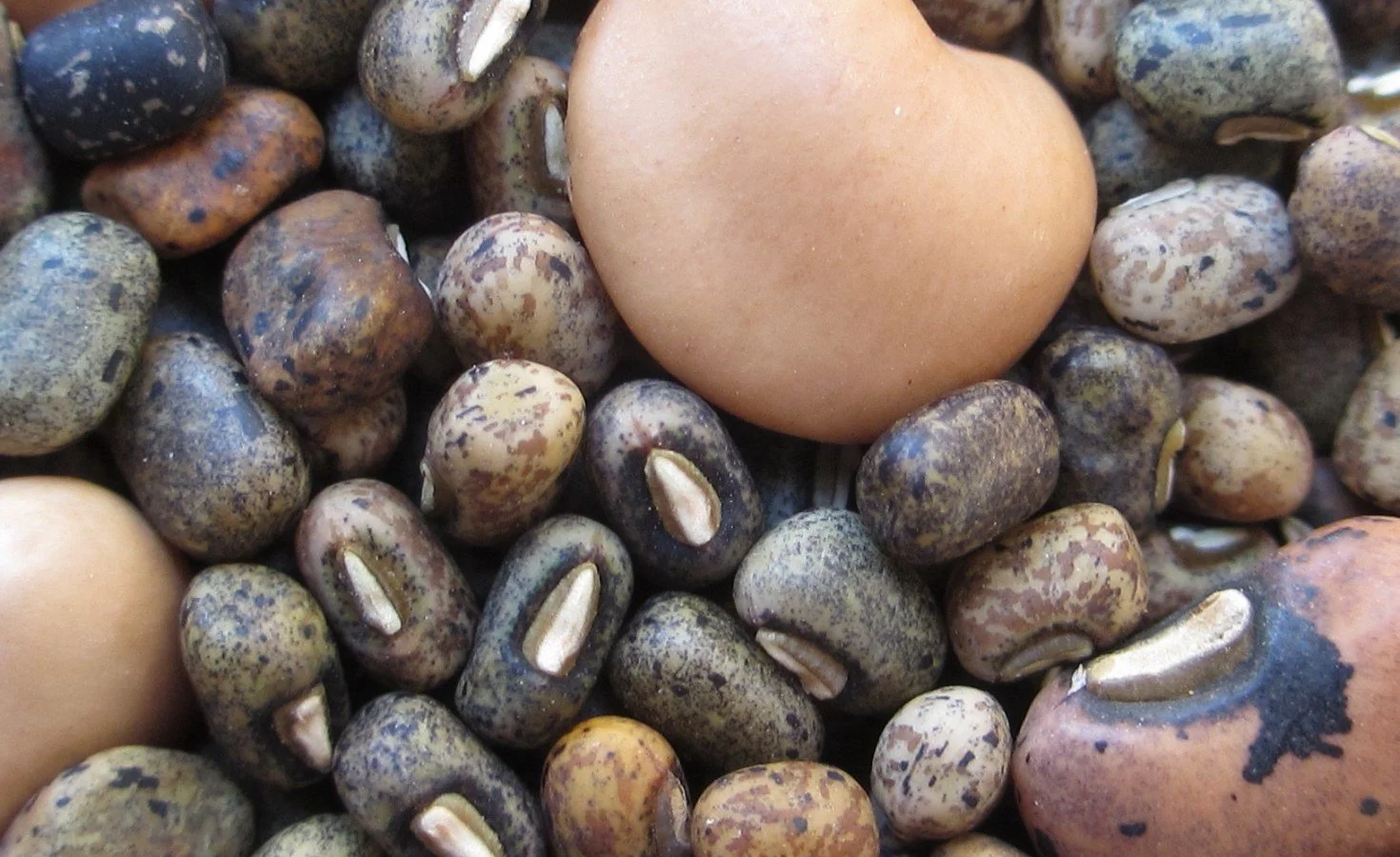 SADC Seeks to Restore Lost Indigenous Seed Varieties