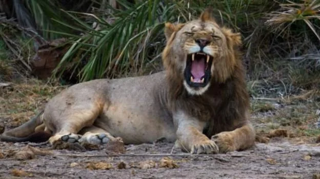 Mozambique lions maul militant Islamists