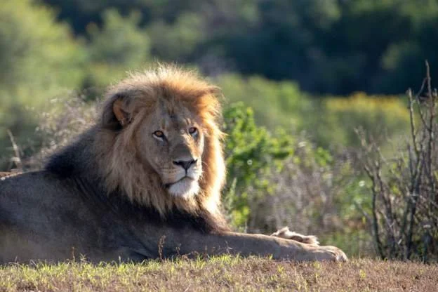 Fear over lion on the loose in southern Mozambique