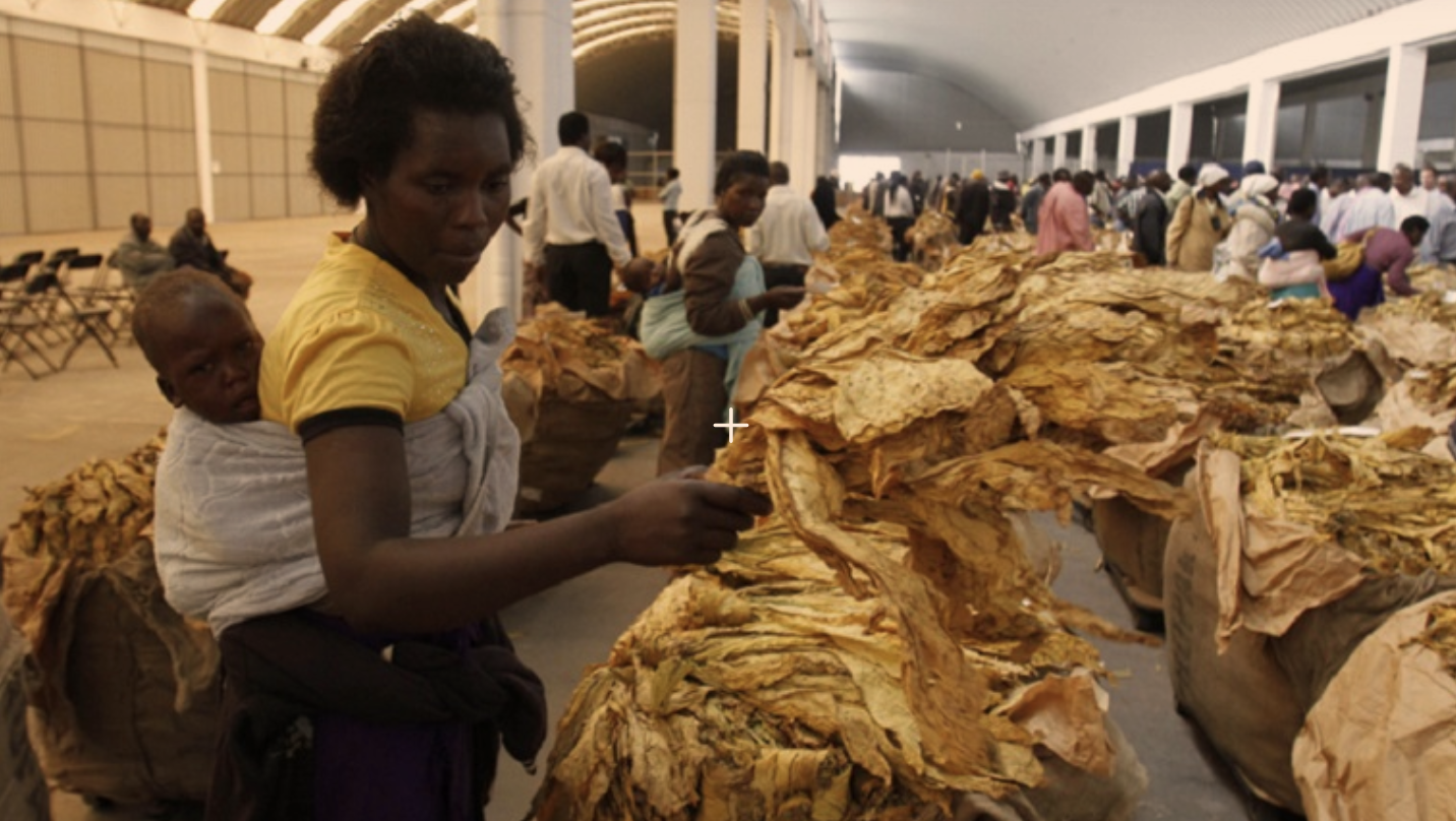 Zimbabwe: Tobacco Sales Hit U.S.$650 Million - 2022 Auction Season Closes Amid Positive Growth