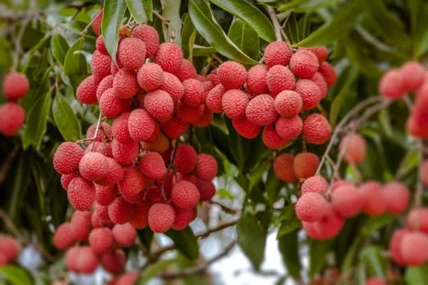 Madagascar lychee trade mired in corruption - report