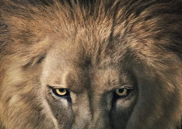 Wandering lions wreak havoc in Mozambique villages