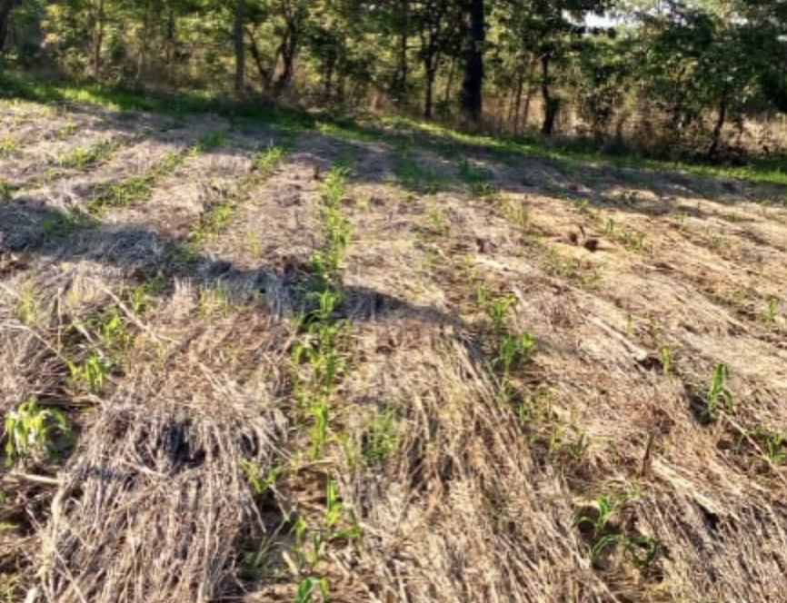 Zimbabwe: Sorghum Tops As Cereal Hectarage Jumps 42 Percent