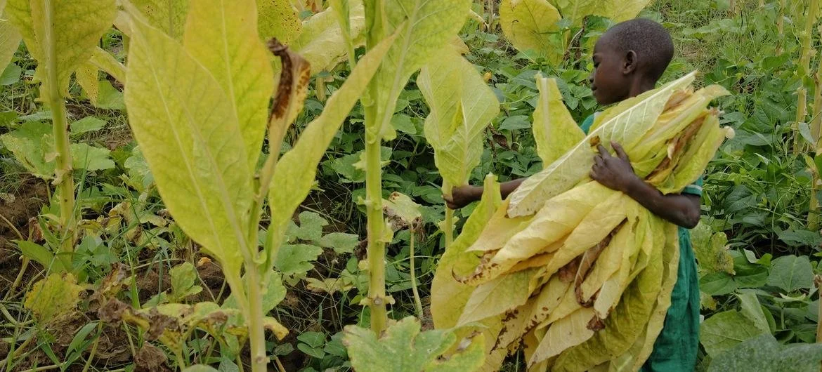 Malawi - Child Trafficking and Forced Labour Push Thousands to Work On Tobacco Farms