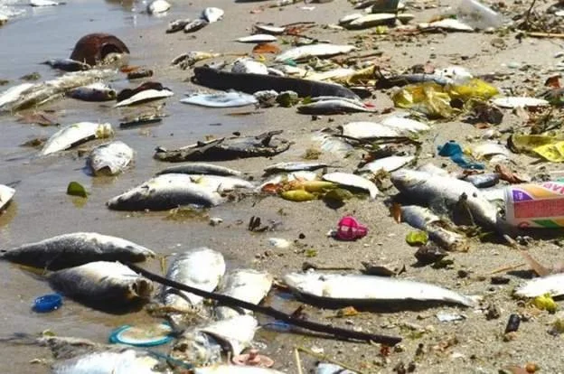 Mozambique fish deaths caused by climate change