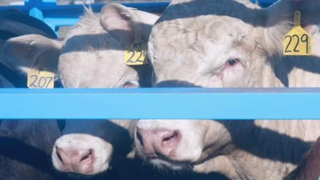 Botswana imports Texas cattle to improve its herds