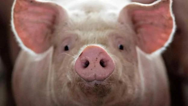 Animal Farm translated into Zimbabwean language Shona