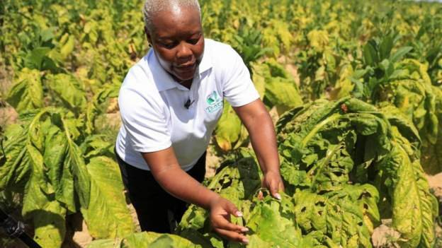 Zimbabwe breaks a record with its tobacco sales