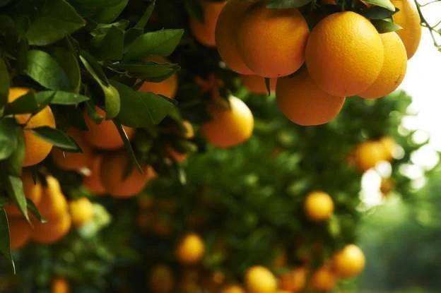 Unfair EU rules to hit SA orange exports, say growers