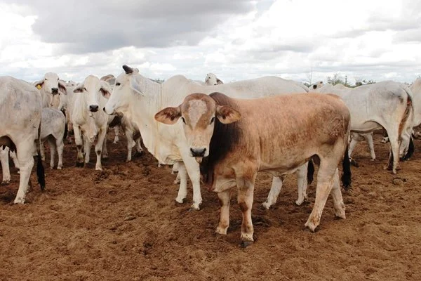 Botswana: Minister Molao Spells Out Livestock Protocols