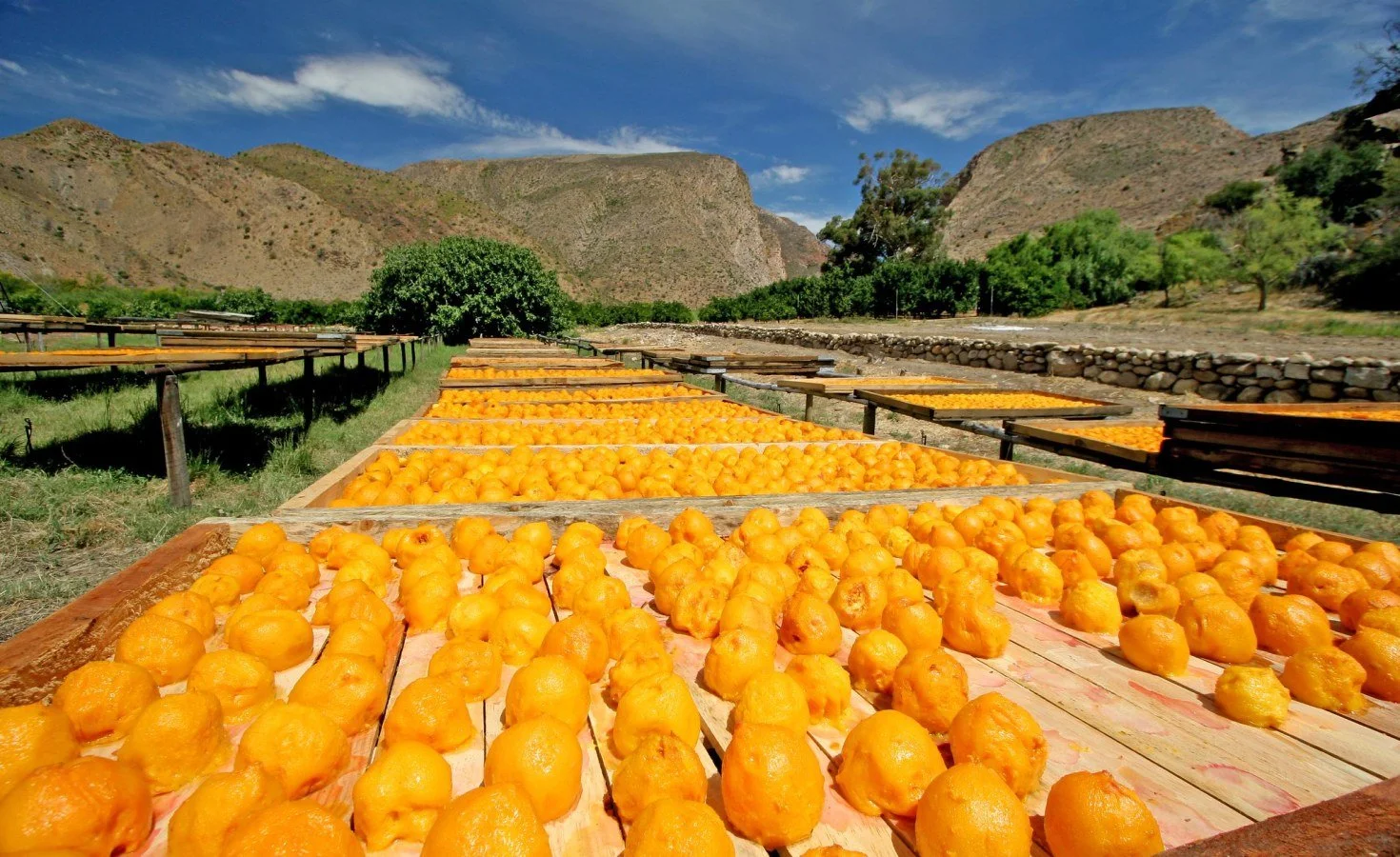 South Africa: 'Erroneous' EU Citrus Grading Puts 70,000 Jobs, U.S.$800 Million Revenue at Risk