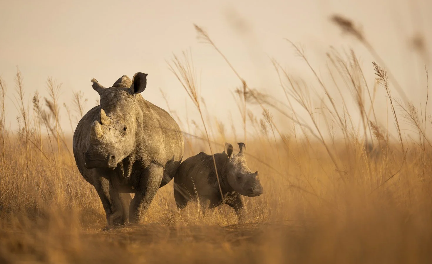 South Africa - World's Largest Rhino Farm Bought By NGO