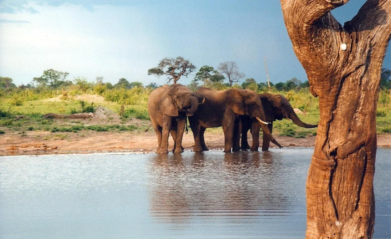 Zimbabwe to Cull Elephants to Manage Overpopulation