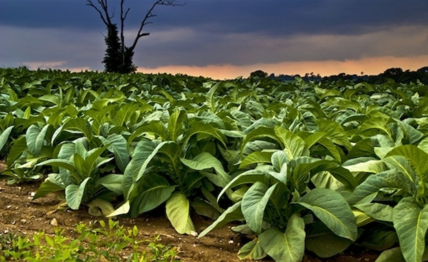 Zimbabwe: Tobacco Turmoil - Farmers Trapped in Price Slump