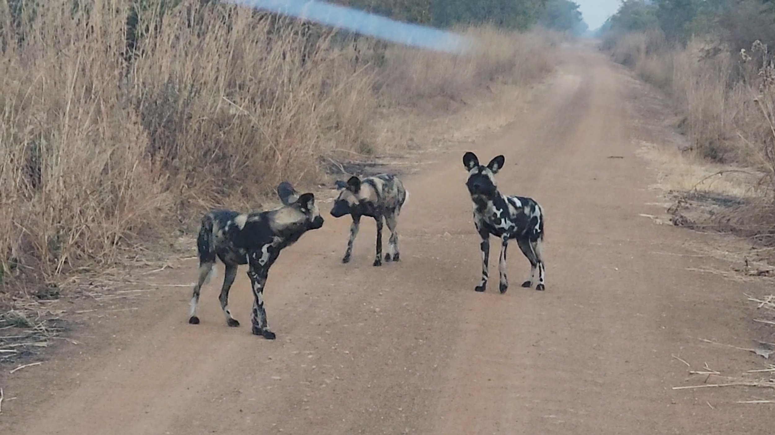 Endangered wild dogs return to Malawi’s Kasungu NP.