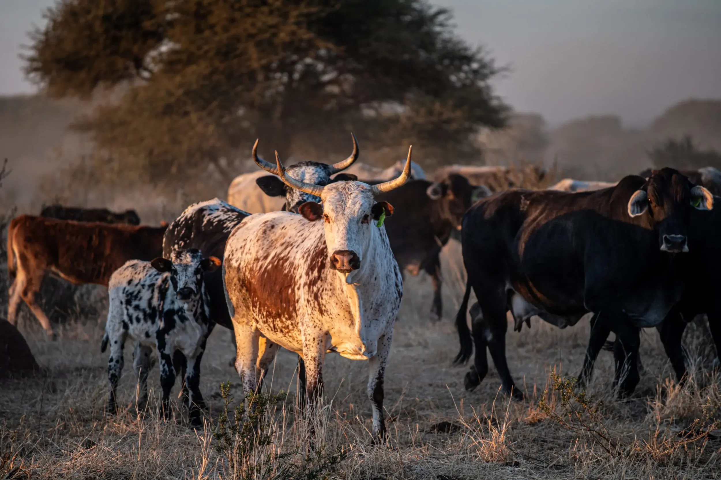South Africa: Egypt Market Opens Opportunities for South African Red Meat Producers
