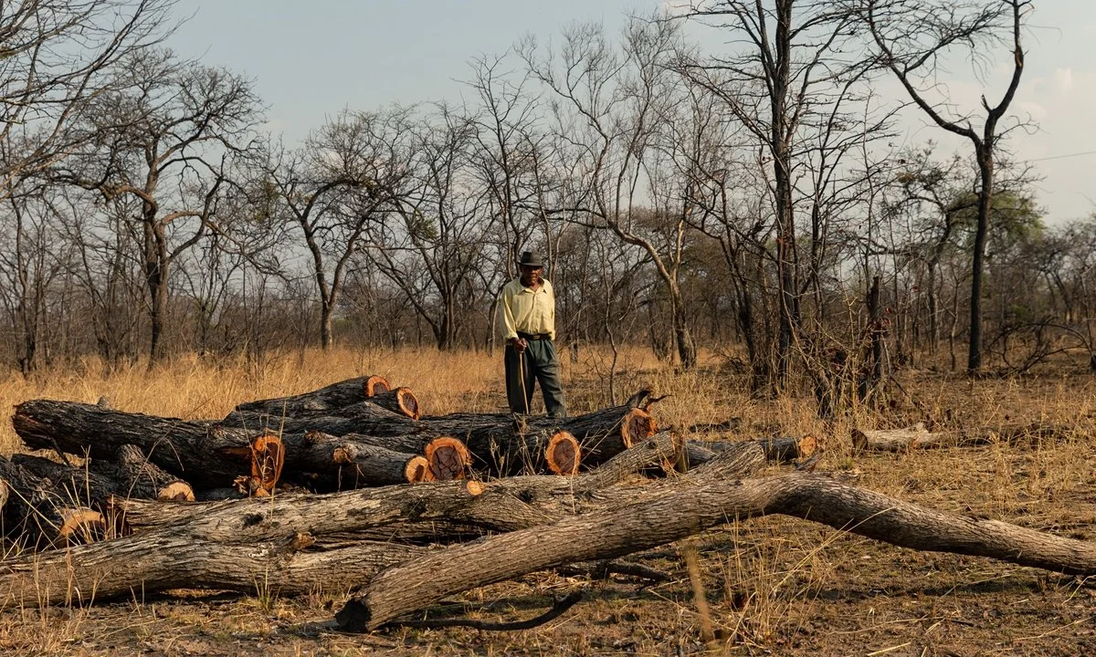 Zimbabwe: Forestry Commission Impounds 20 Trucks, Seizes 4 000 Bags of Charcoal in Harare Sweep to Nip Deforestation