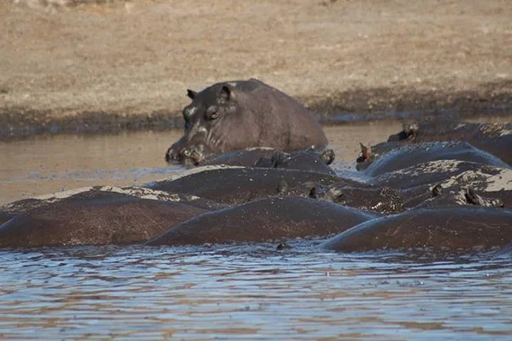 Namibia: Father, Son Killed in Hippo Attack