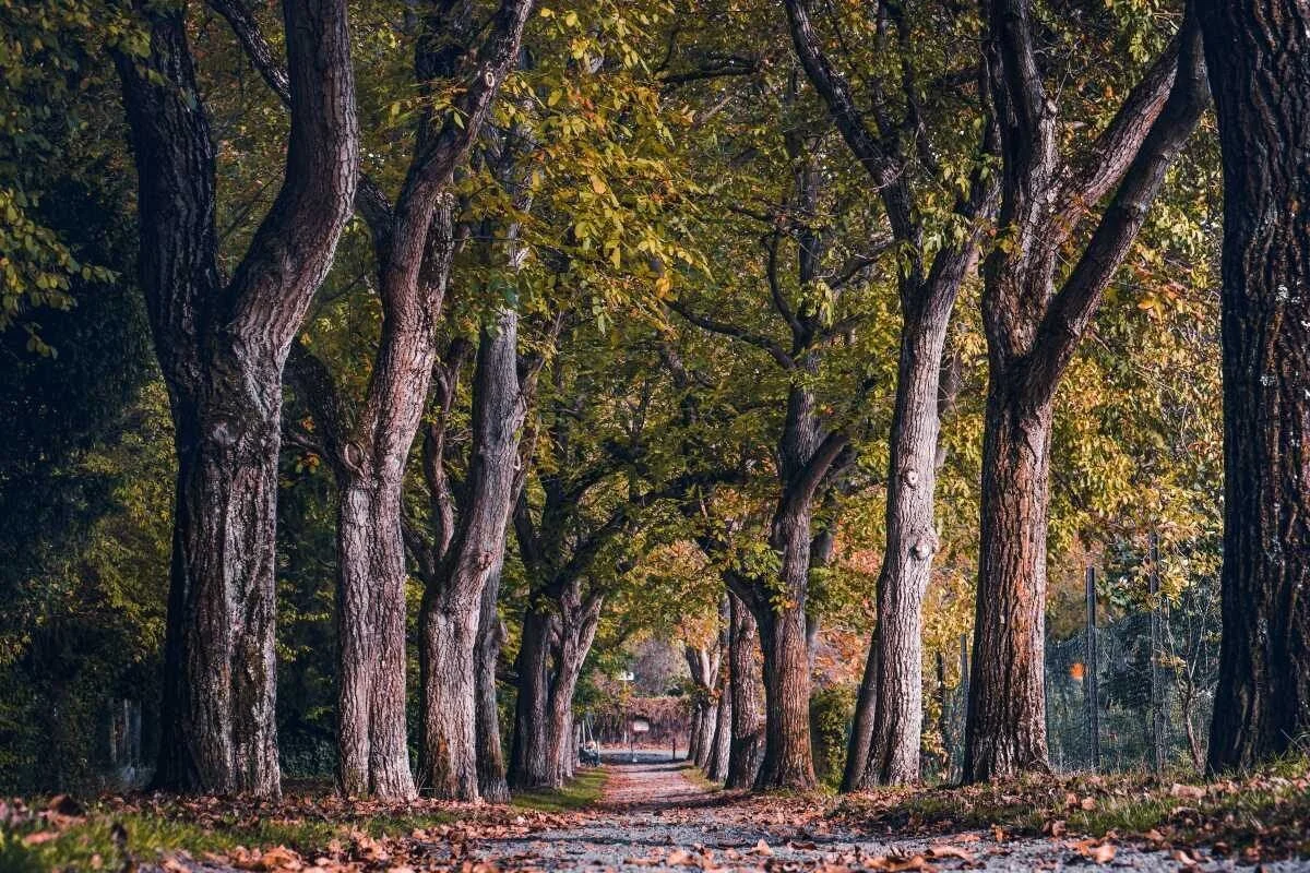 South Africa: Ten Million Trees to Be Planted Across SA On Heritage Day