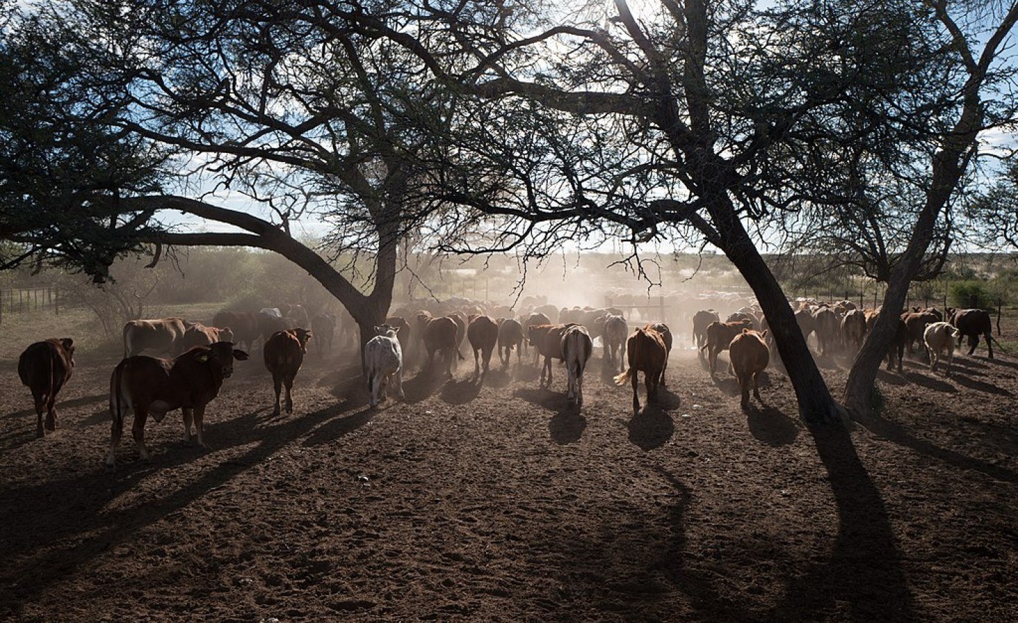 Namibia: FMD Restrictions Partially Lifted