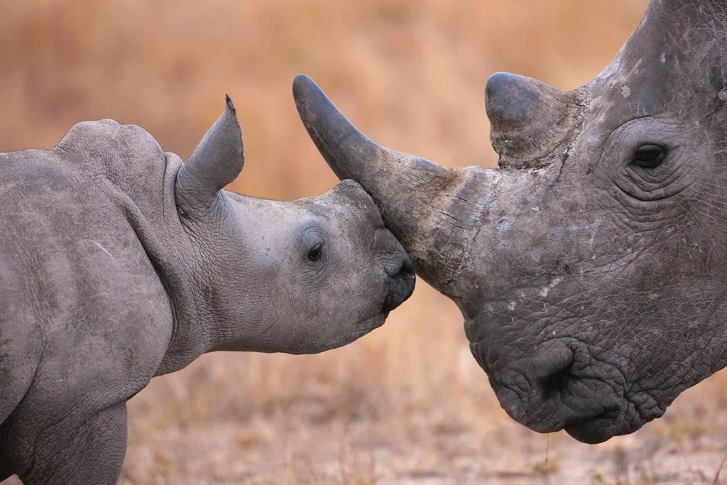 Namibia: 24 Rhinos Fall to Poachers