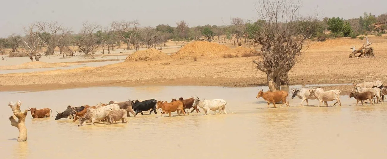  African Development Fund's Climate Action Window Advances East and Southern Africa Projects Toward Financing