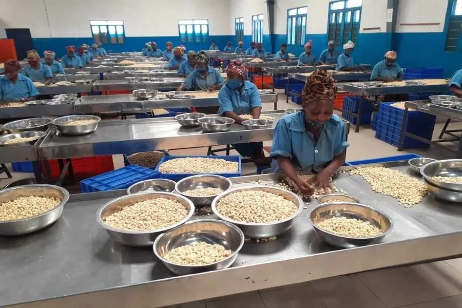Mozambique: Cashew Nuts Smuggling Causes 457 Million Meticais Loss