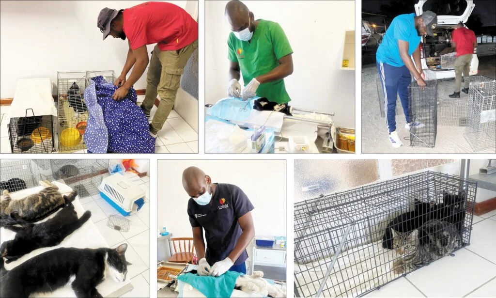  Namibia: Free Sterilisation Helps 30 000 Animals Countrywide