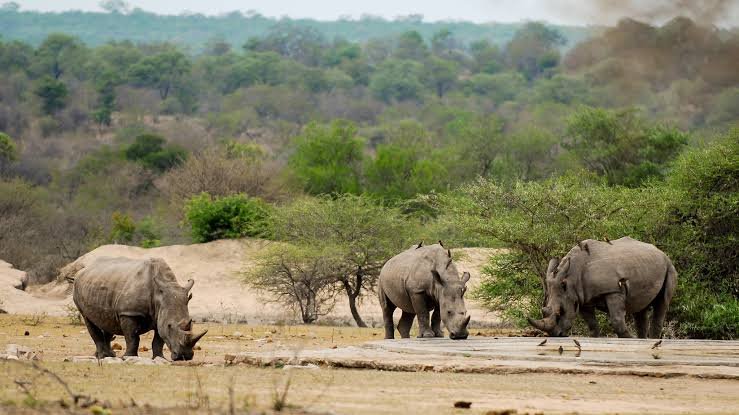 South Africa: Two Former Officials Sentenced for the Illegal Killing of a White Rhino