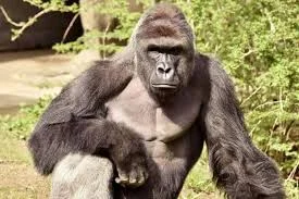Fake Reports Circulate Of Gorilla Eating $22,000