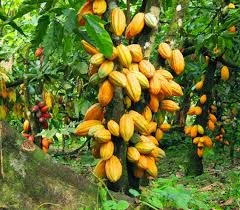 Mars Supports Cocoa Floor Price