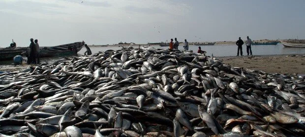 Mauritania and Senegal sign deal amid fishing row