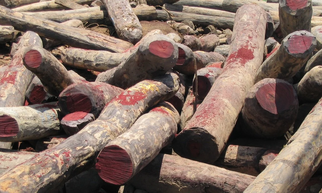 Senegalese president calls illegal logging ‘a catastrophe’ 