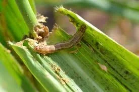 Danger Looms For Ghana's Agri Sector As  Armyworm Infestation Looks Likely 