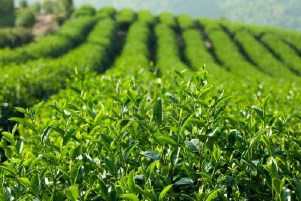 CBN approves N432 billion to fund cultivation of nine commodities